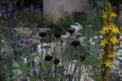 Asphodeline lutea, Centurea ‘Black Ball’,  Cerinthe purpurescens, Cleve West Contemporary Paradise Garden