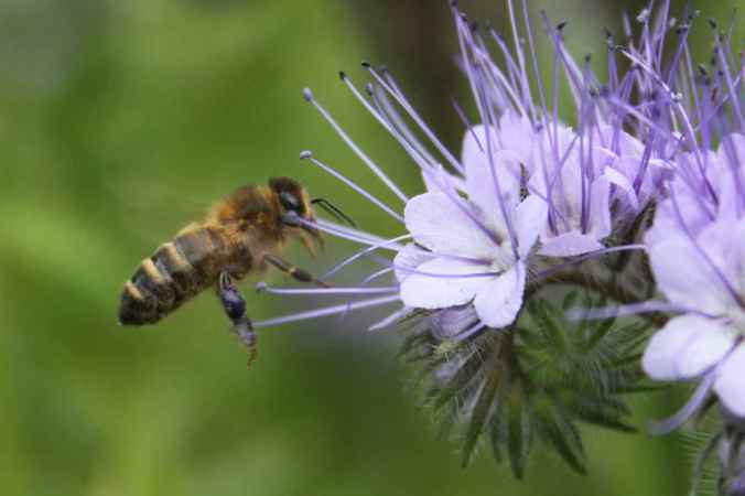Phacelia and Honey Bee