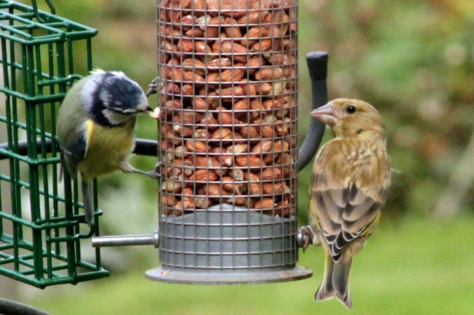 Female Greenfich and Blue Tit