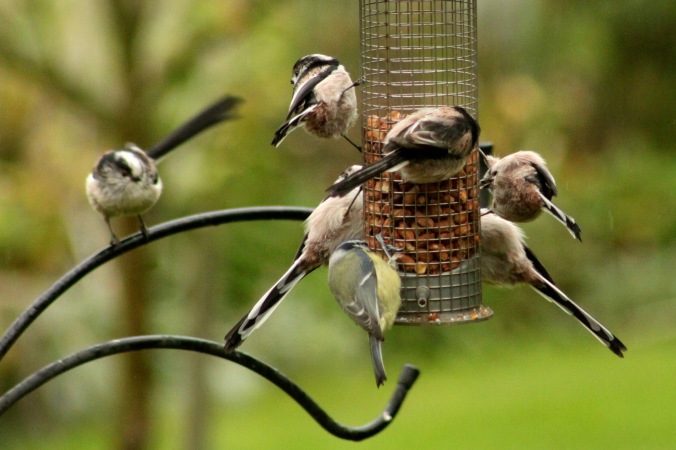 Long Tailed Tits and Great Tit