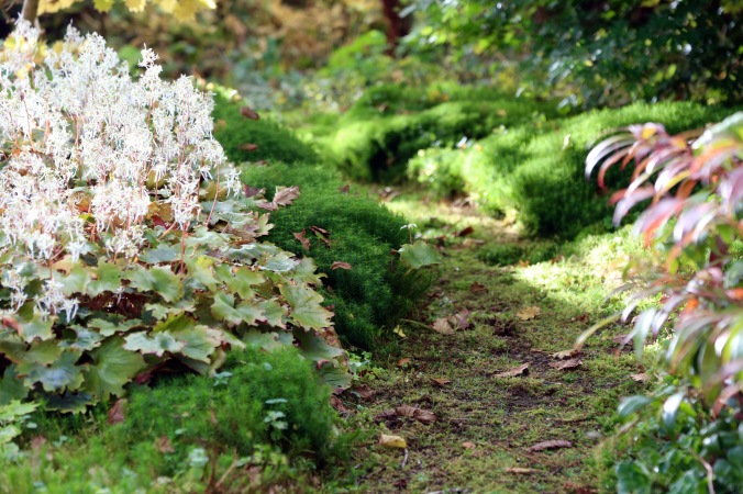 Moss paths through the woodland garden