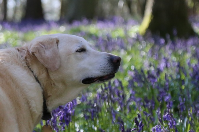 Archie, taking in the scent of Bluebells