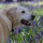 Wordless Wednesday - Carpets of Bluebells with my Faithful Friend