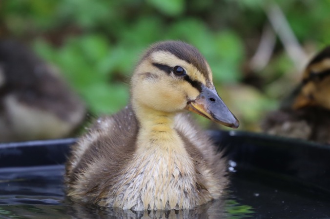 Duckling down is not waterproof